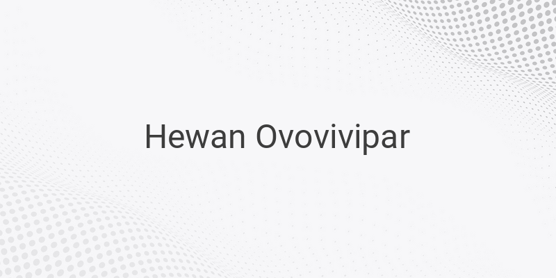 5 Contoh Hewan Ovovivipar, Apa Saja?