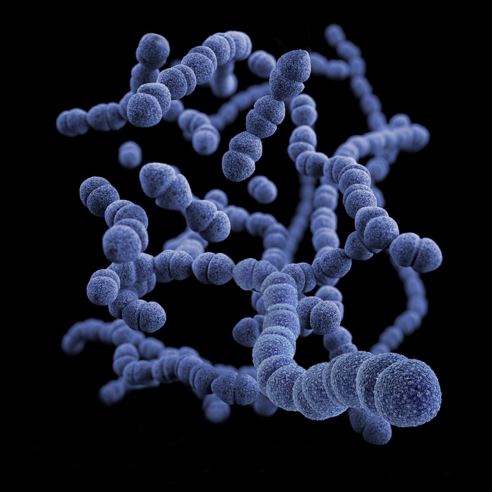 Pengertian, Ciri, dan Klasifikasi Bakteri