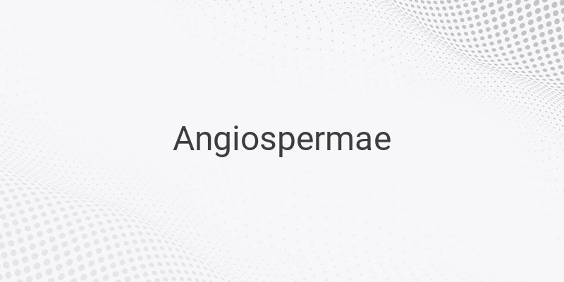 Pengertian Angiospermae dan Ciri-cirinya