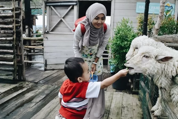 Menikmati Pengalaman Wisata Unik di Lactasari Mini Farm Bandung