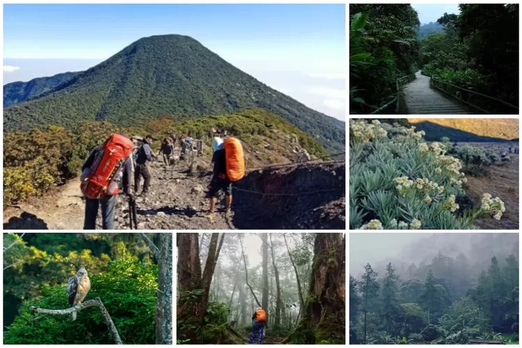 Gunung Gede Pangrango: Puncak petualangan bagi para pecinta pendaki gunung