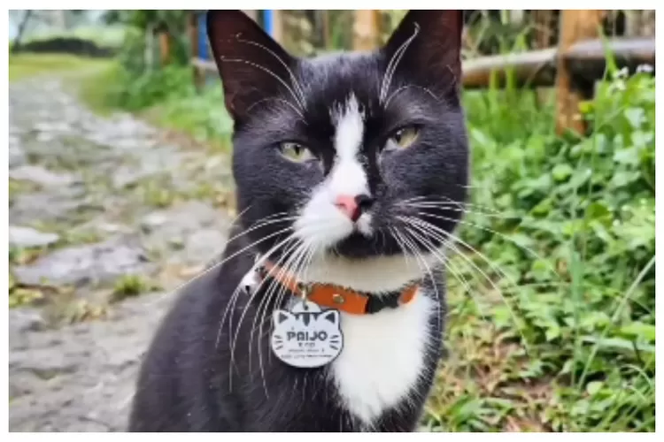 Paijo: Kucing Pendaki Gunung Ungaran yang Setia Menemani dan Memimpin