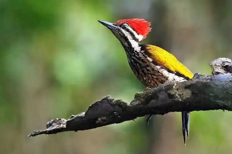 Keanekaragaman Burung Langka di Gunung Rajabasa Lampung: Pentingnya Melindungi Habitat Alam Mereka
