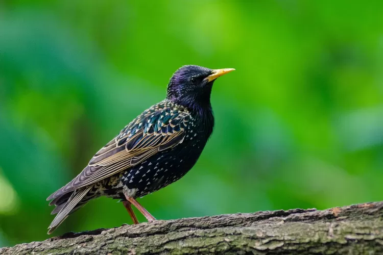 Keajaiban Gunung Lawu: Mitos, Legenda, dan Keberadaan Burung Jalak Lawu