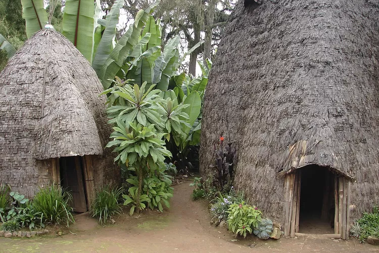 Rumah Bambu Khas Suku Dorze di Ethiopia: Keindahan dan Kekuatan yang Mengagumkan