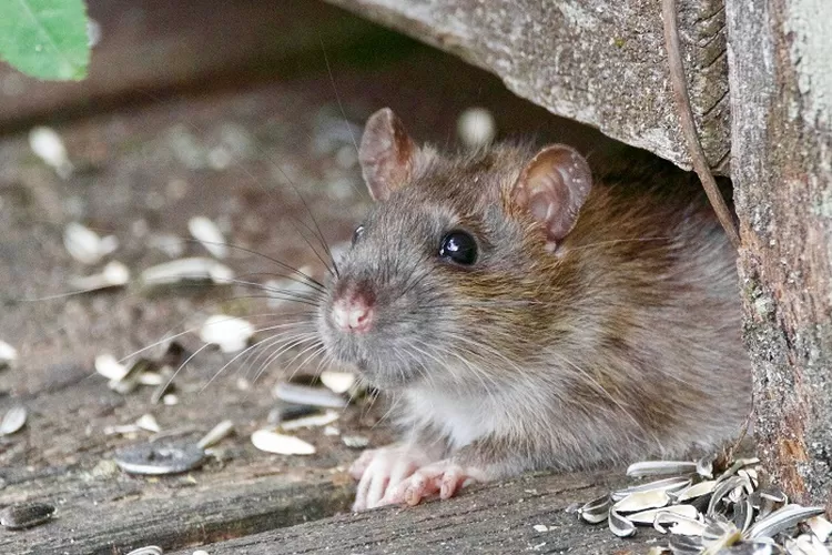 Tips Mengusir Tikus dari Rumah dengan Bahan Alami dan Efektif