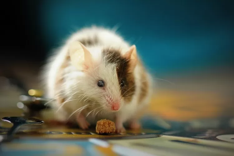 Cara Ampuh Mengusir Tikus dari Rumah Anda dengan Tindakan Pencegahan Sederhana