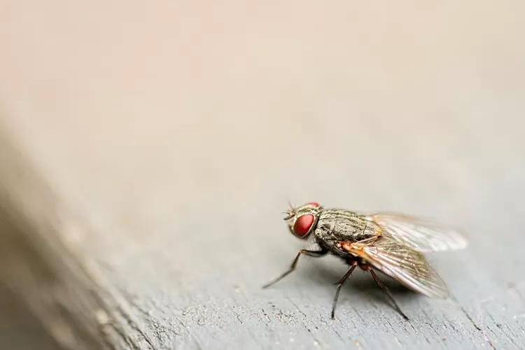 Cara Mengusir Lalat dari Rumah dengan Mudah