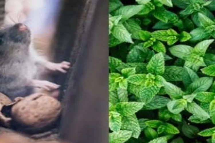 Cara Mengusir Tikus dengan Tanaman Pengusir Tikus yang Efektif