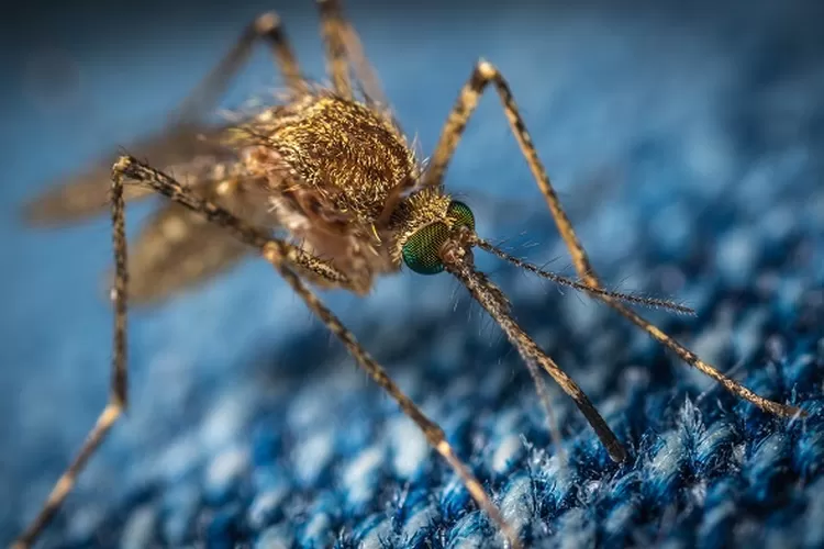 Mengusir Nyamuk dari Rumah: 5 Tips Ampuh Menghindari Gigitan Nyamuk