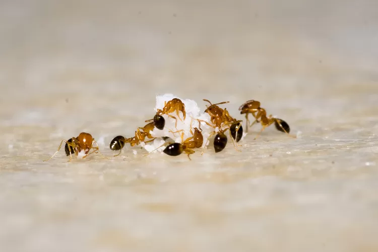 Mengatasi Masalah Semut di Rumah dengan Bahan Alami