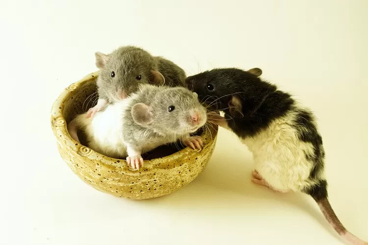 Tips Mengusir Tikus dari Rumah: Perangkap, Pengusir Alami, dan Predator Tikus