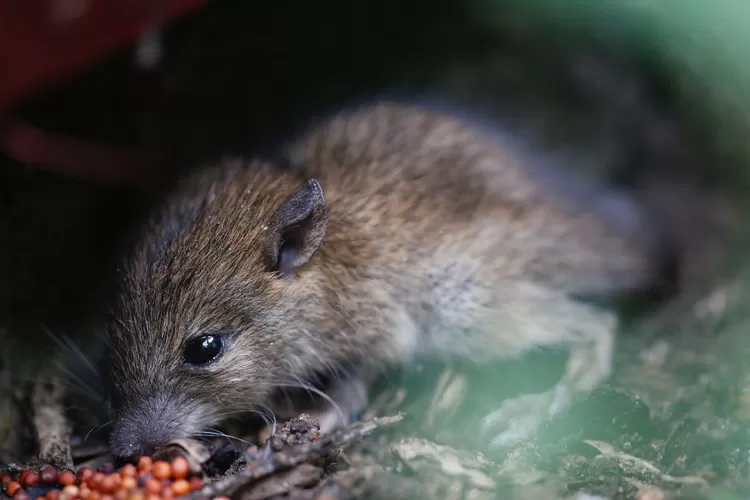 Tips Ampuh Mengusir Tikus dari Lingkungan Rumah