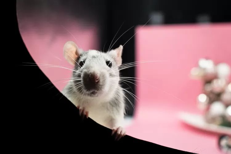 Cara Efektif Mengusir Tikus dari Rumah: Jebakan Tikus Terbaik