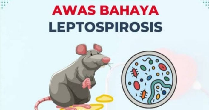 Pencegahan dan Pengobatan Leptospirosis - Tips Melindungi Diri dari Penyakit Menular Tikus