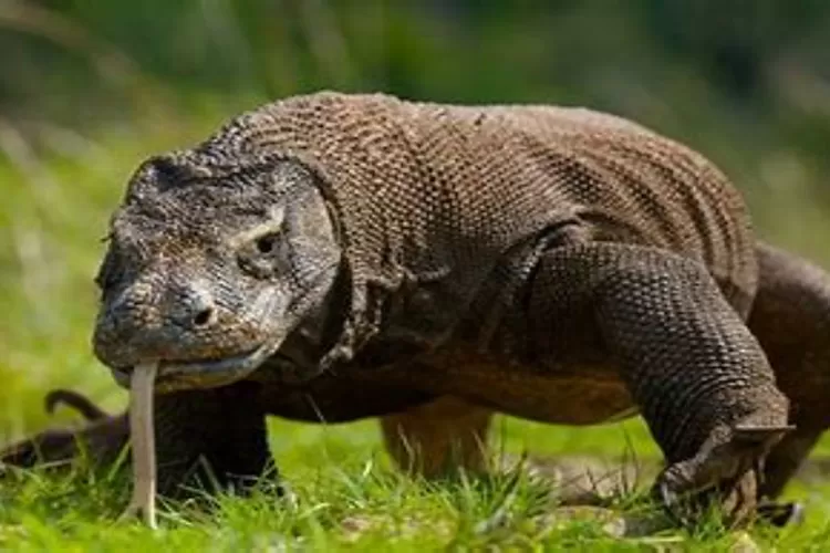 Komodo: Fauna Langka dan Bangga Indonesia