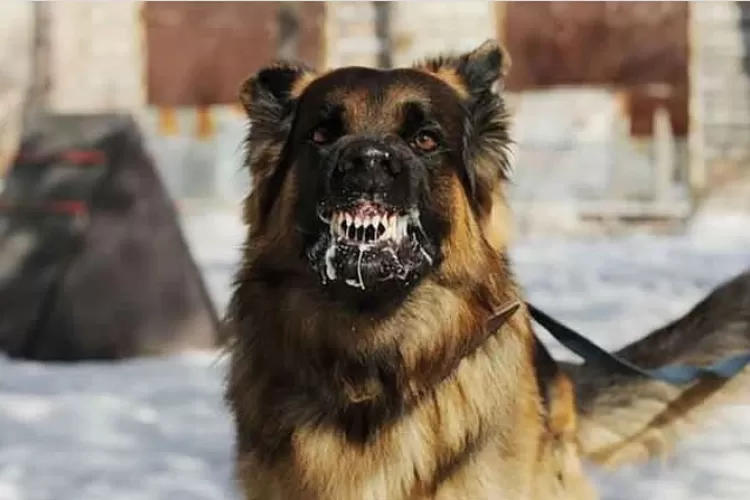 Bahaya Gigitan Anjing Terinfeksi Rabies: Pertolongan Pertama dan Tindakan Medis yang Harus Dilakukan