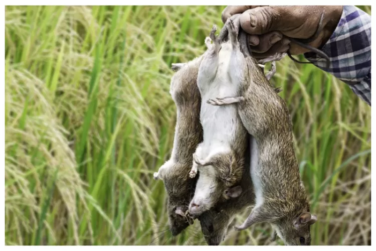 Mengusir Tikus Pada Tanaman Padi dengan Pestisida Alami