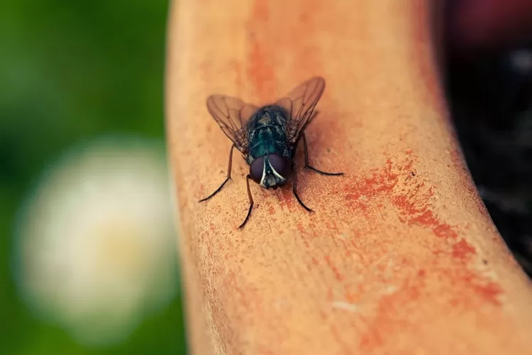 Cara Mengusir Lalat dari Rumah dengan Mudah dan Efektif