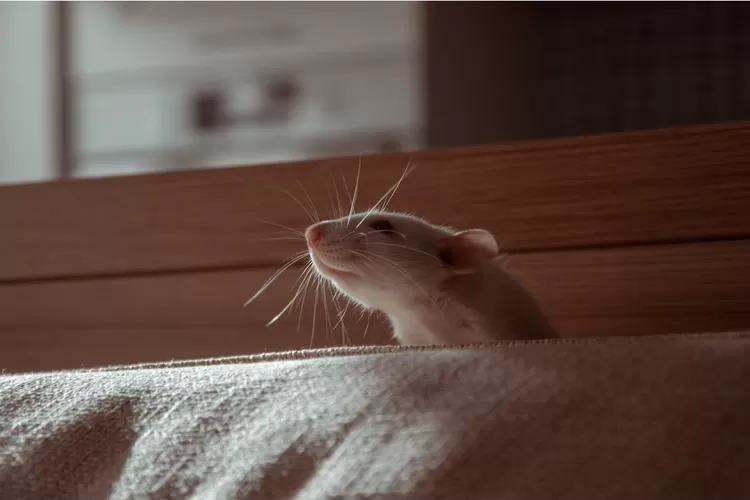 Manfaat Tikus dalam Hubungannya dengan Manusia: Keberkahan dan Peran Pentingnya