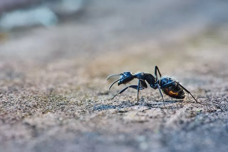 Tips Ampuh Mengusir Semut dari Rumah dengan Cara Sederhana | Artifisial Intelligence