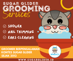 Grooming Sugar Glider