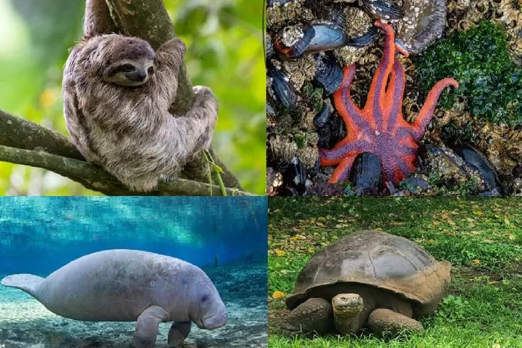 Fauna Unik dengan Kemampuan Unik: Pelajari Lebih Jauh tentang Axolotl, Platypus, Okapi, dan Lainnya