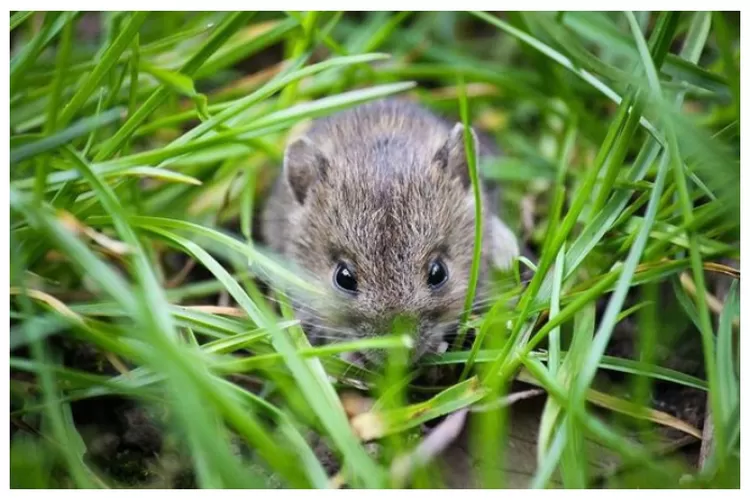 Tanaman Pengusir Tikus: Cara Ampuh untuk Mencegah Tikus Masuk Rumah