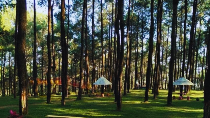 Wisata Praban Lintang: Tempat Wisata Hutan Pinus Estetik dan Instagramable di Tegal