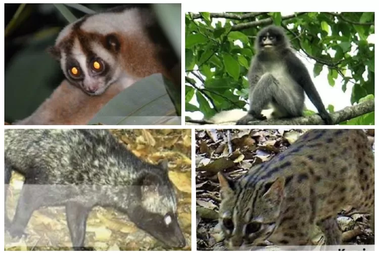Menjelajahi Keanekaragaman Fauna Mamalia di Taman Nasional Gunung Ciremai