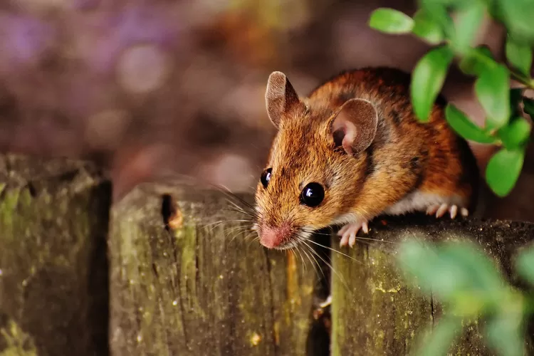 Metode Alami Mengusir Tikus dari Rumah: Gunakan Lada Hitam, Bawang Bombay, dan Bahan Dapur Lainnya