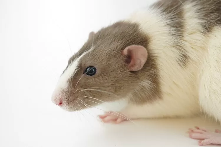 Cara Mengusir Tikus dari Rumah dengan Mudah dan Alami