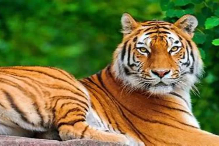 Melindungi dan Memperbaiki Populasi Harimau Sumatera: Upaya Konservasi yang Penting