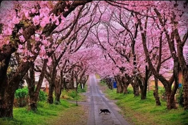 Taman Sakura Cibodas: Pemandangan Indah Bunga Sakura yang Mekar Dua Kali Setahun