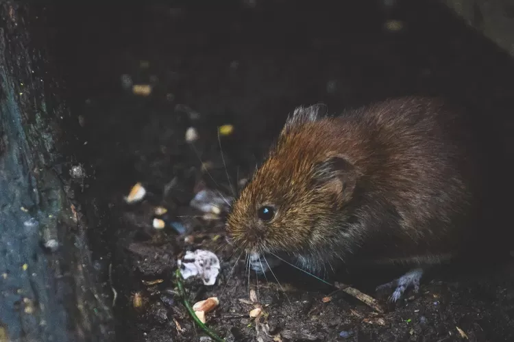 Menangani Populasi Tikus di Paris: Komite Khusus dan Upaya Pemberantasan